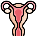 uterus